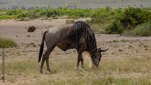 Wildebeest eating alone in the African savannah