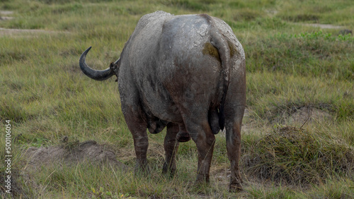 back buffalo grazing in the african savannah © BELEN