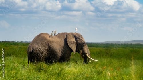 african elephant with small birds on top