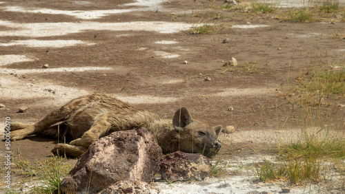 hyena resting during the day next to a stone in the savannah © BELEN
