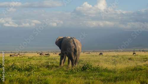 african elephant perspective from behind in the savannah