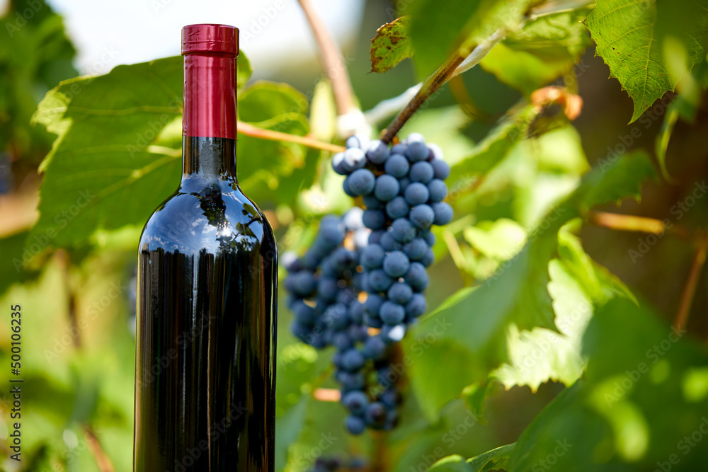  Composition with harvest of grapes in the vineyard.