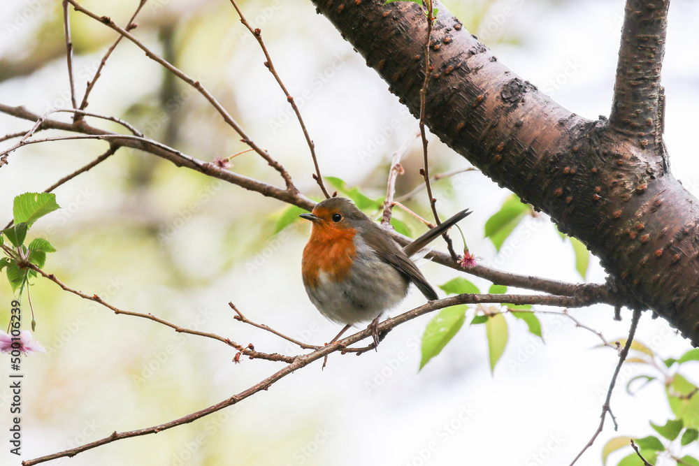 Robin redbreast bird Robin redbreast bird