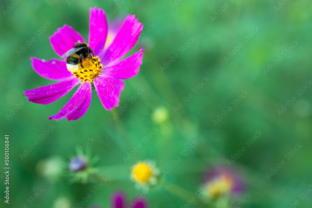 lilac flower with petals, bumblebee on a flower lilac flower with petals, bumblebee on a flower