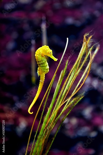 Yellow seahorse or hippocampus approaching some seaweed with a purple background behind