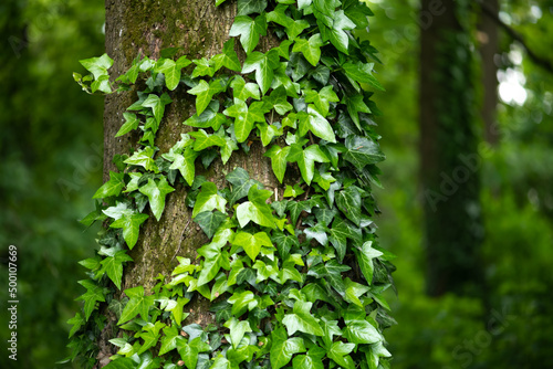 Murais de parede A fragment of a tree trunk with gray bark, covered with vines of juicy green ivy leaves