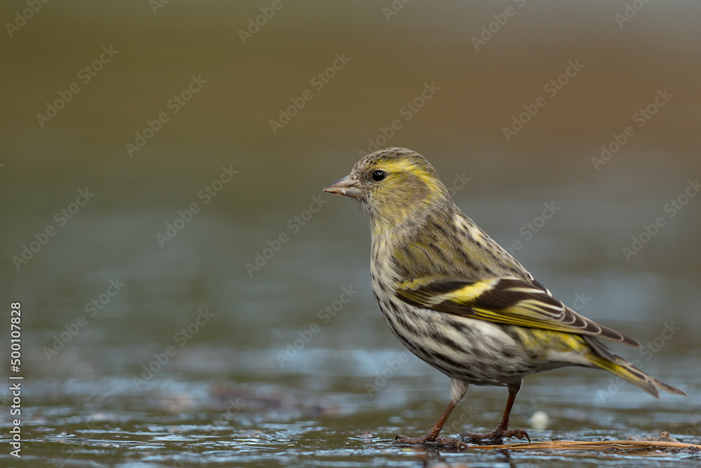 Eurasian siskin (Spinus spinus) searching for food in the forest in the Netherlands Eurasian siskin (Spinus spinus) searching for food in the forest in the Netherlands