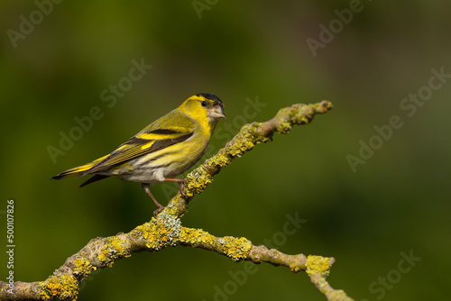 Eurasian siskin (Spinus spinus) searching for food in the forest in the Netherlands