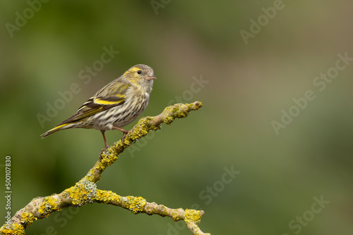 Eurasian siskin (Spinus spinus) searching for food in the forest in the Netherlands