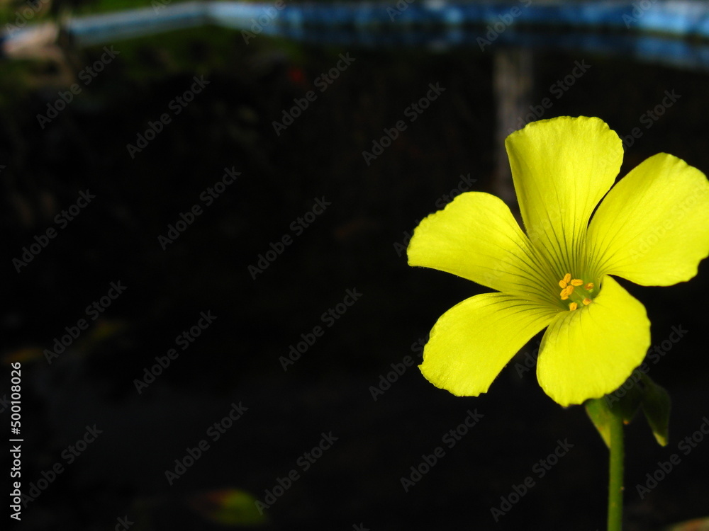 Fototapeta premium Flor Amarilla