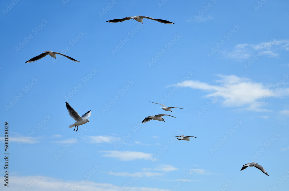 Flock of seagulls flying  on blue sky background  . Wild birds outdoors 