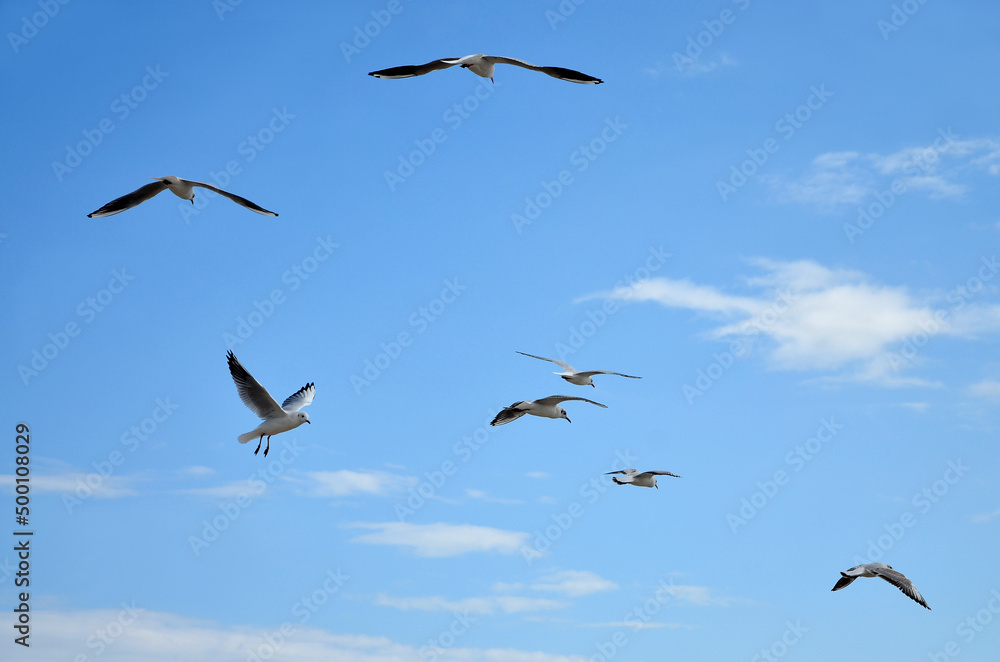 Fototapeta premium Flock of seagulls flying on blue sky background . Wild birds outdoors 