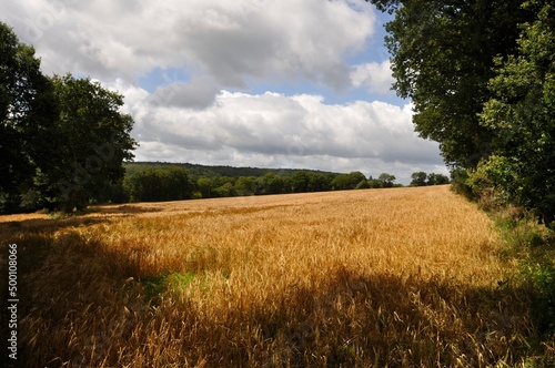 Tableau sur toile Cereal field in a bocage