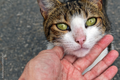 Hand stroking a stray cat with green eyes