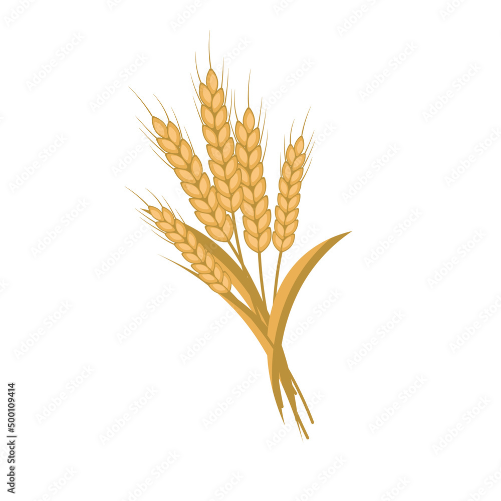 wheat stalks .vector illustration of cereals wheat stalks .vector illustration of cereals