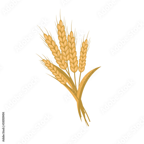wheat stalks .vector illustration of cereals