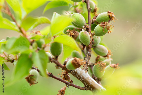 Apricots ripening on tree