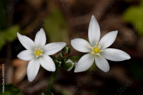 Obraz na plátně ornithongale en ombrelle