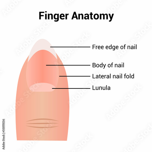 Anatomy of a human finger