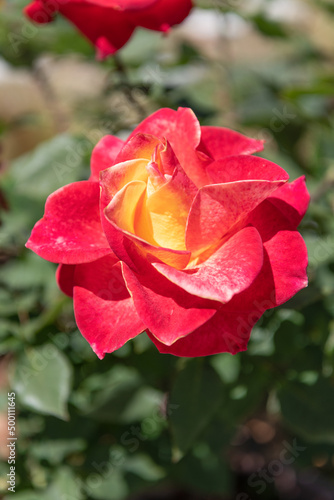 red color rose flower blooming in summer