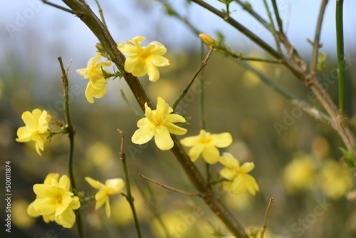 asminum mesnyi flowers. Oleaceae evergreen deciduous Semi-vine flowers. From March to April, yellow flowers bloom on hanging elongated branches.