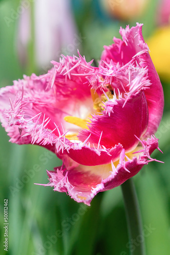 Fringed Bell Song Tulip blossom after rain. photo