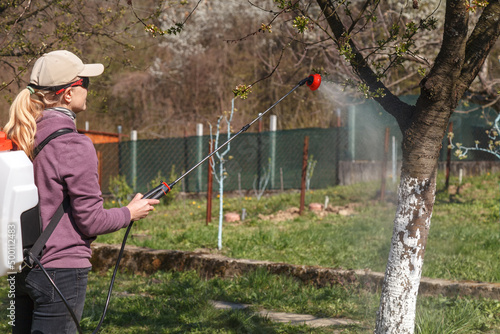 A woman works in the spring garden and spray with a rechargeable sprayer chemicals against pests and insects on a fruit tree.