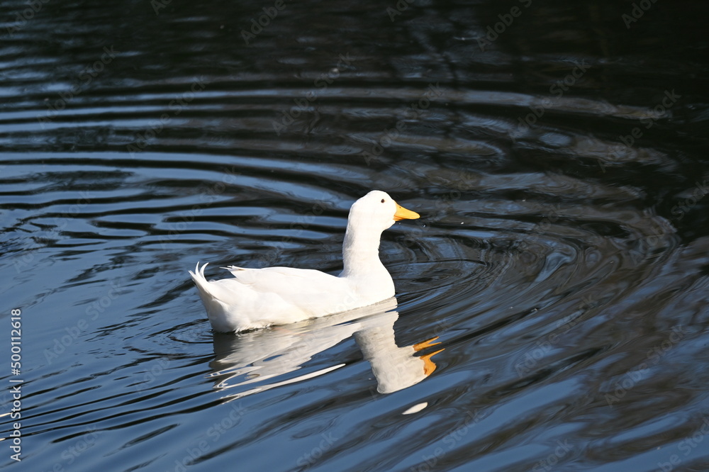 Fototapeta premium White Duck Gliding Across Dark Water
