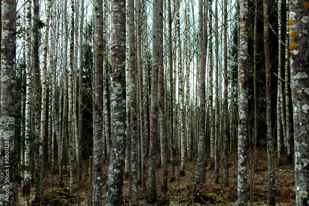 Fototapeta premium trunks in the forest