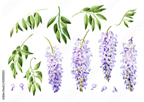 Purple pink blue wisteria flower blossom set. Hand drawn watercolor illustration, isolated on white background photo