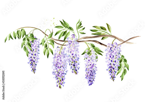 Schilderij op canvas Wisteria  flower  blossom branch