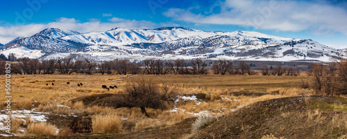 Pasture of cattle with snowy mountains