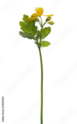 Greater celandine, Chelidonium majus, field yellow flowers in spring with stem and leaf isolated on white © dule964
