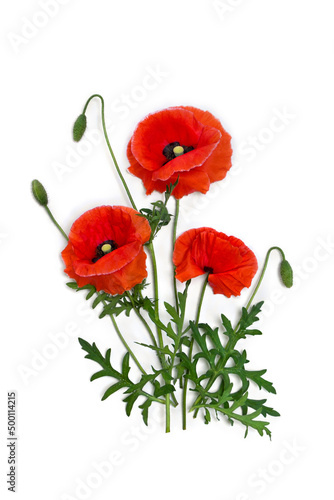 Flowers red poppy and buds ( Papaver rhoeas, corn poppy, corn rose, field poppy, red weed ) on a white background. Top view, flat lay