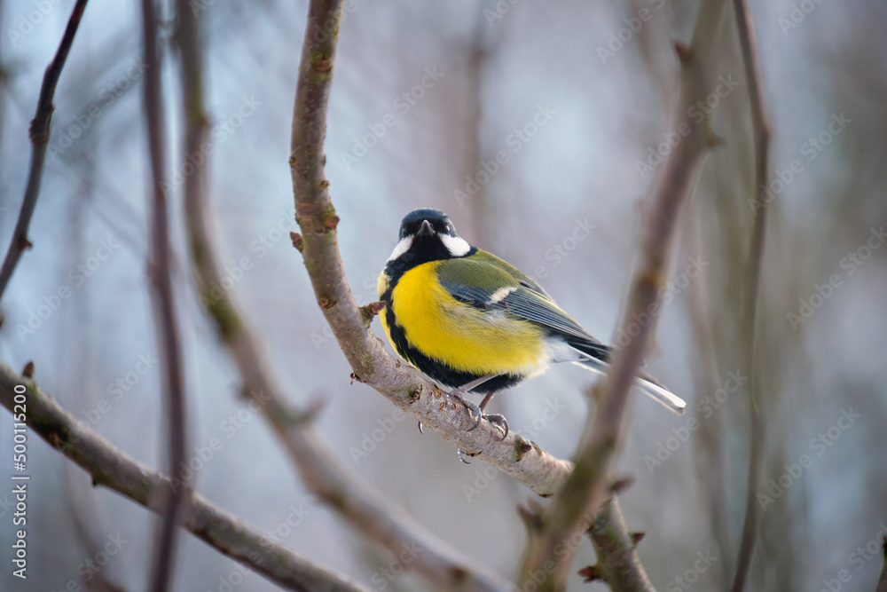 Yellow wild tit bird perching on tree branch on cold winter day Yellow wild tit bird perching on tree branch on cold winter day