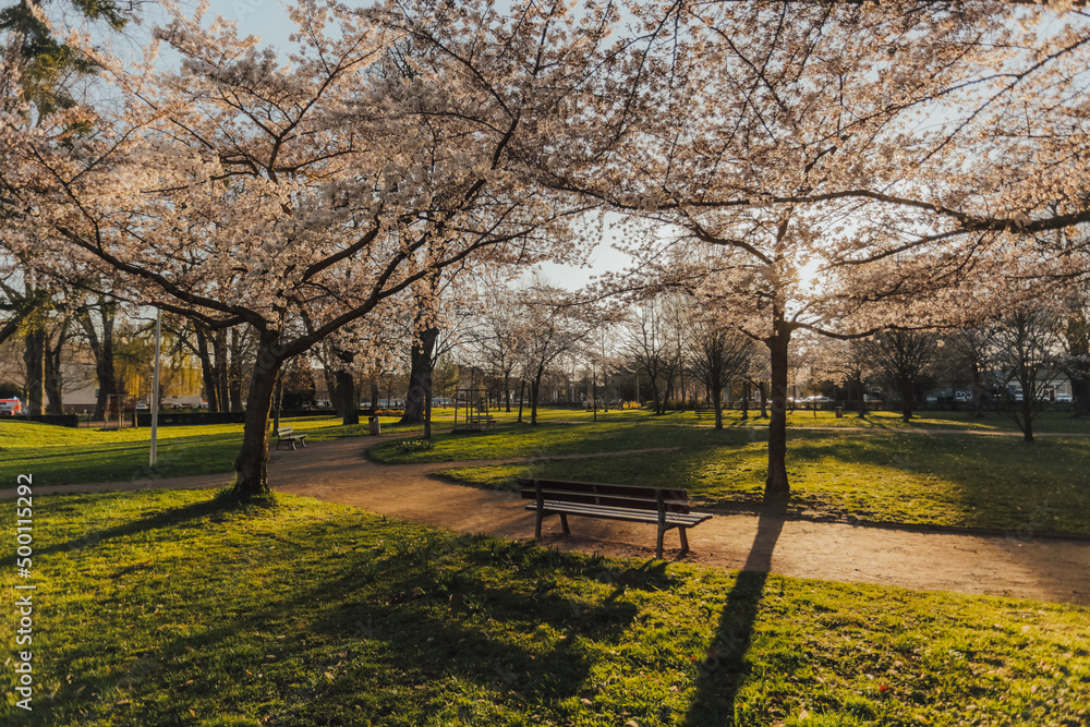 Naklejka premium Spring trees