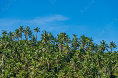 Silhouette of green coconut palm trees background on the mountain and blue sky background, Thailand