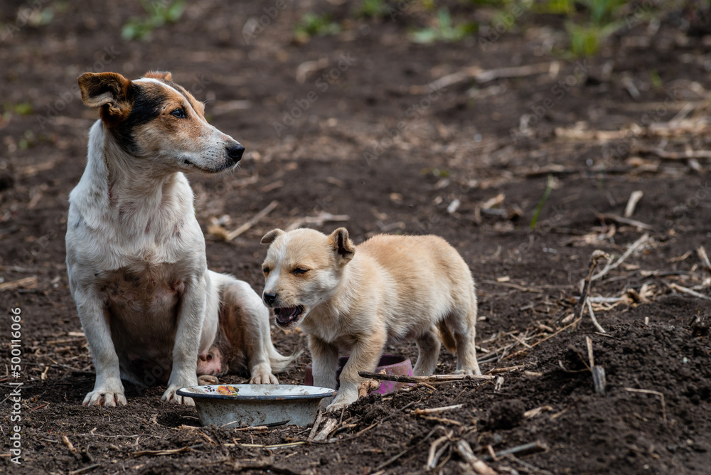 The dog on the chain eats from an old metal pan. Next to his mother. The Village  
