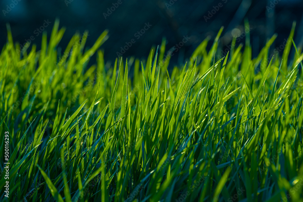 Obraz premium Elytrigia. Juicy lush green grass on meadow with drops of water dew in morning light in spring summer outdoors close-up,Beautiful artistic image of purity and freshness of nature, copy space. sunrise