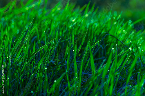 Elytrigia. Juicy lush green grass on meadow with drops of water dew in morning light in spring summer outdoors close-up,Beautiful artistic image of purity and freshness of nature, copy space. sunrise