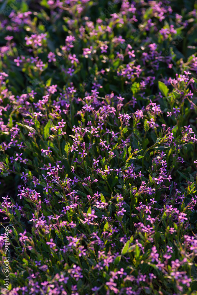 Obraz premium A close up of Chorispora tenella, or purple mustard, an Asian invasive species. A field of purple flowers. Purple and pink flowers with green stems on mustard weed. sunrise early morning