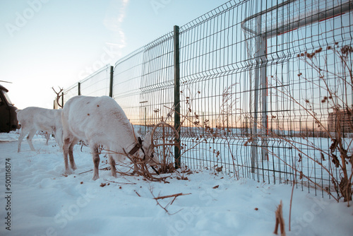 White deer on a leash in captivity Fototapet
