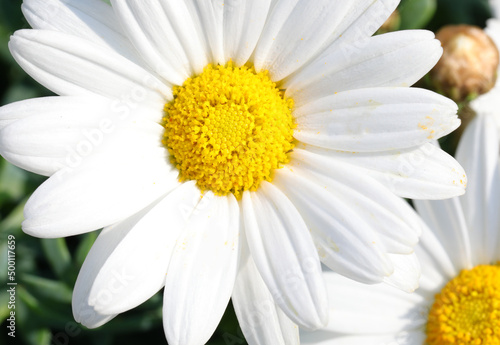 large white daisy with corolla and petal blossomed in the garden in spring