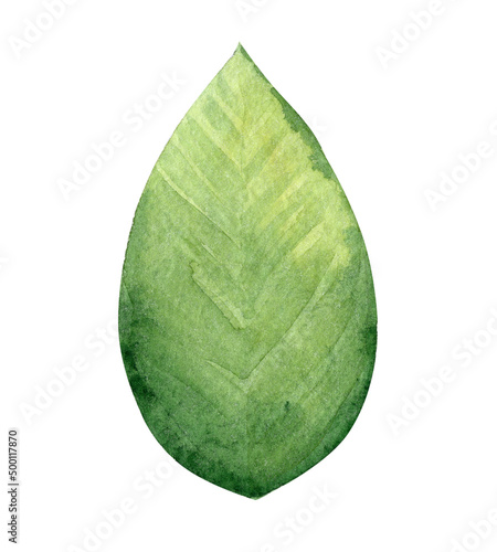 watercolor green leaf isolated on white