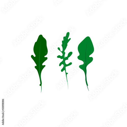 Set of arugula leaf greens. Elements, food ingredients.