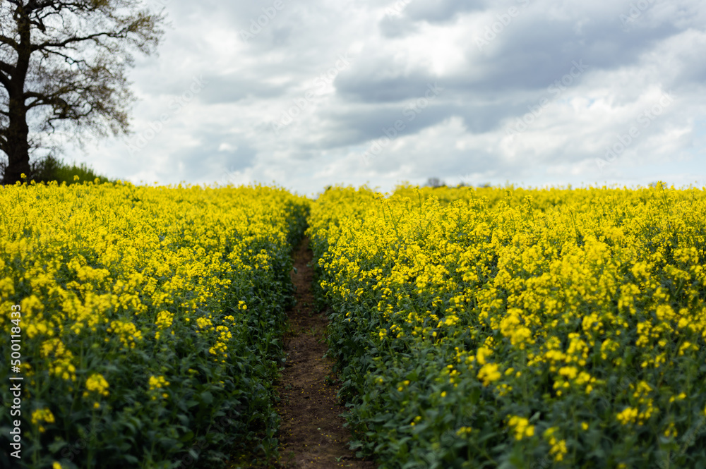 Flowering rapeseed with cloudy sky during springtime. Blooming canola fields, rape on the field in summer. Bright yellow rapeseed flowers