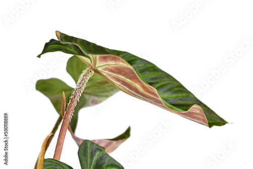 Foto Close up of hairy petiole of tropical 'Philodendron Verrucosum' houseplant on wh