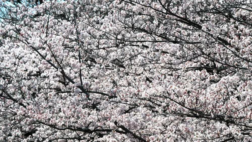 Tokyo, Japan - April 1, 2022: Cherry blossom trees blown by strong wind
Tokyo, Japan - April 1, 2022: Cherry blossom trees blown by strong wind