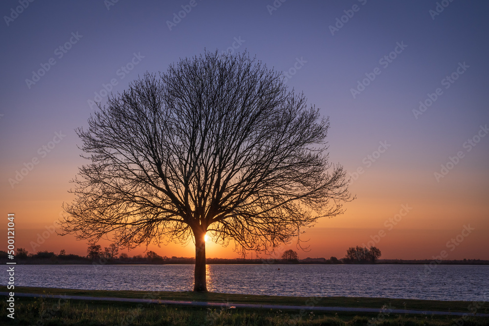 Samotne drzewo oświetlone przez wschodzące słońce. Piękny wschód słońca nad wodą. - obrazy, fototapety, plakaty 