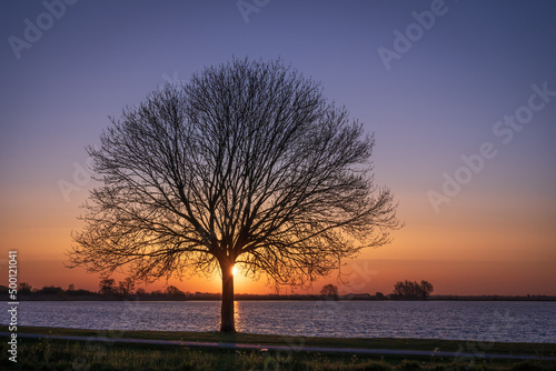 Samotne drzewo oświetlone przez wschodzące słońce. Piękny wschód słońca nad wodą.